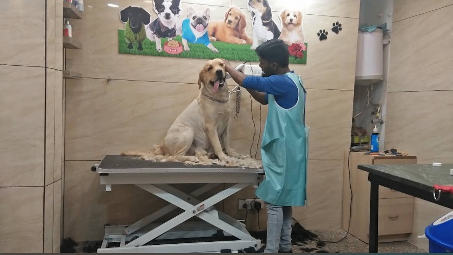 Professional pet grooming at Anil's 22 The Pet Shop