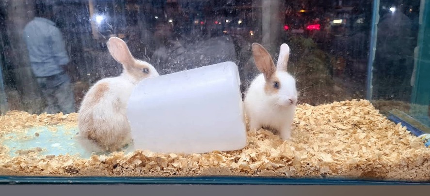 Rabbits