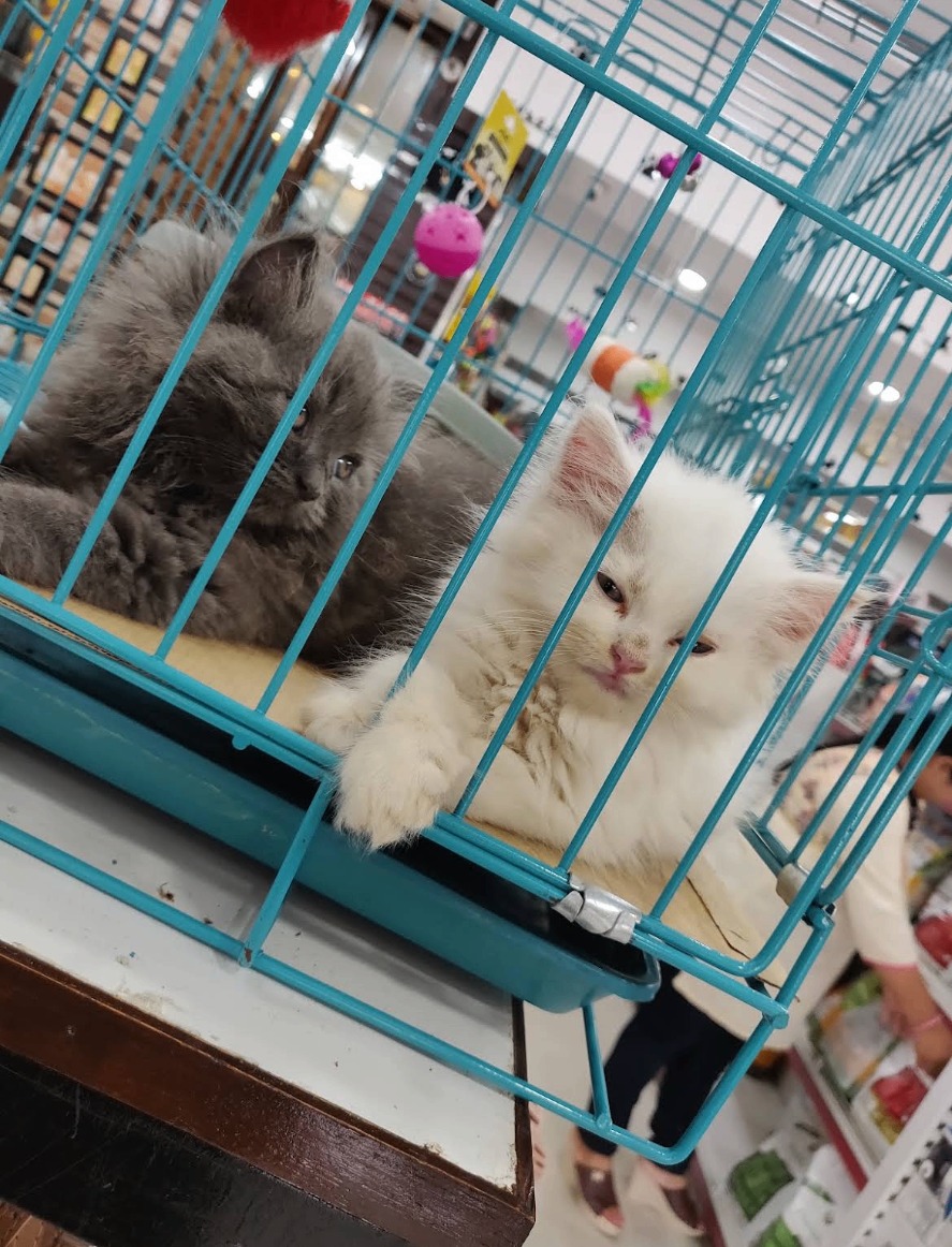 Anil's 22 The Pet Shop