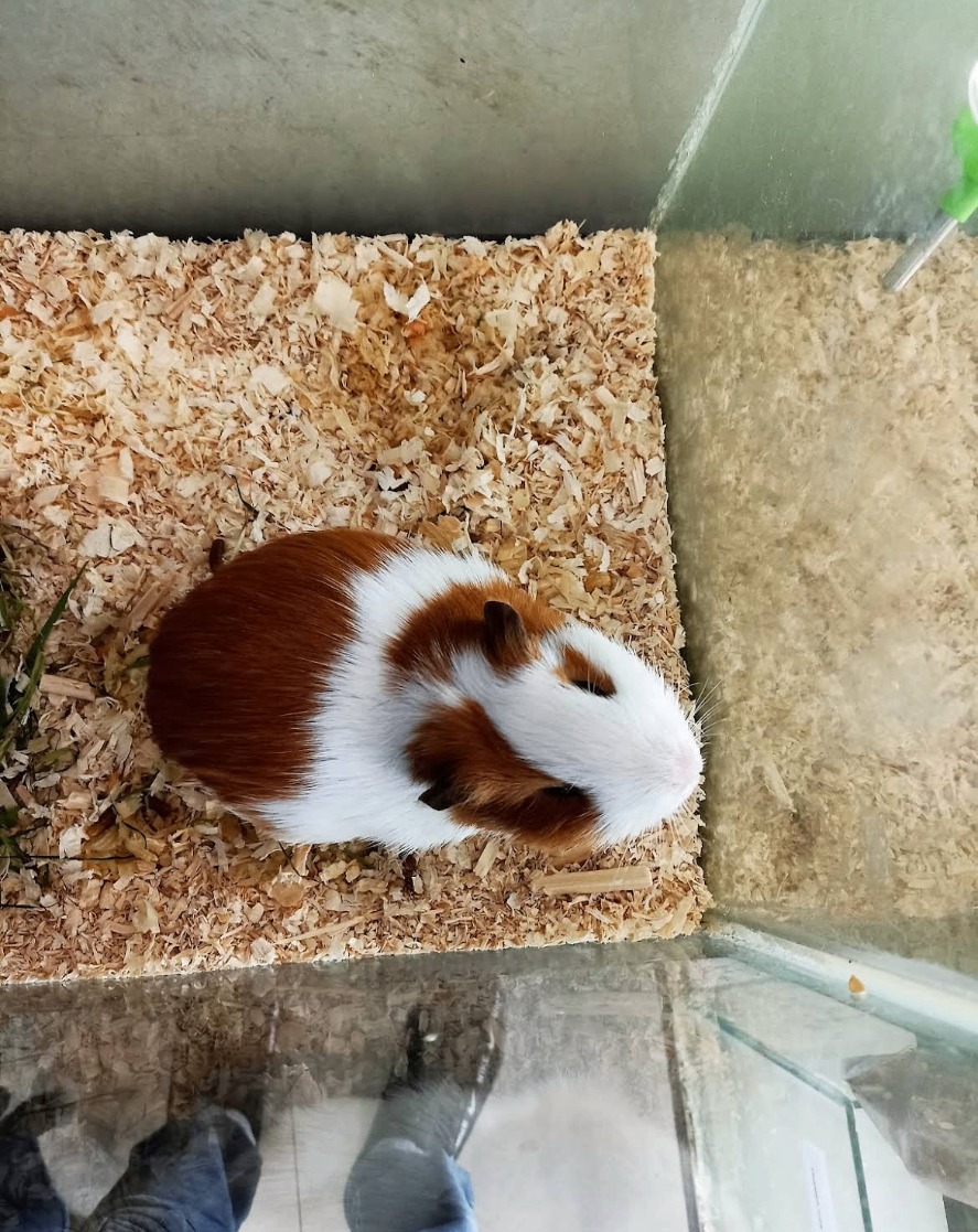 Guinea pigs